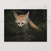 Carte Postale Fennec Fox (Devant)