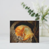 Carte postale Fennec Fox (Debout devant)