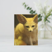 Carte postale Fennec Fox (Debout devant)
