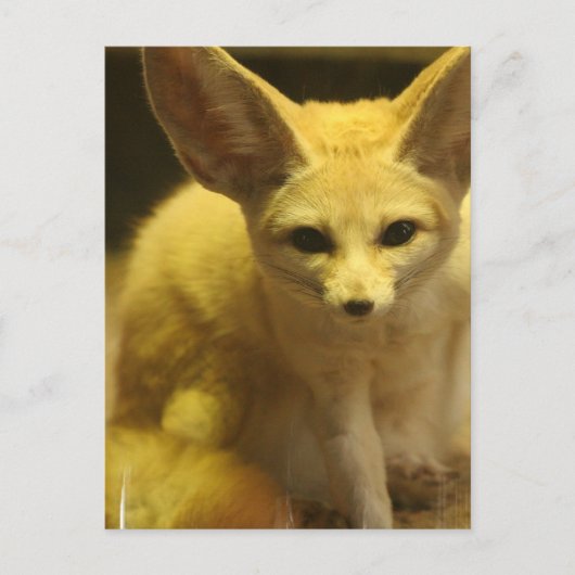 Carte postale Fennec Fox (Devant)