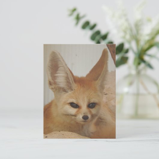 Carte Postale Fennec Fox (Debout devant)