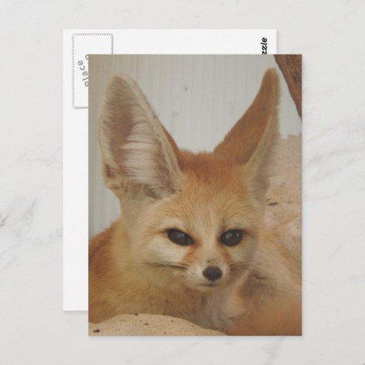Carte Postale Fennec Fox (Devant / Derrière)