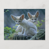 Carte Postale Fennec Foxes (Devant)