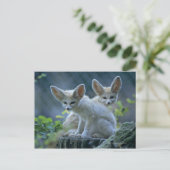 Carte Postale Fennec Foxes (Debout devant)
