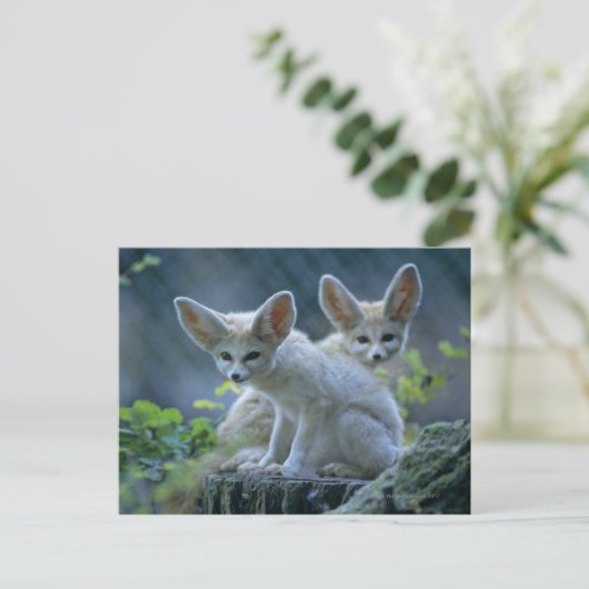 Carte Postale Fennec Foxes (Debout devant)