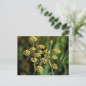 Carte Postale Fennel en floraison (Debout devant)