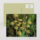 Carte Postale Fennel en floraison (Devant / Derrière)