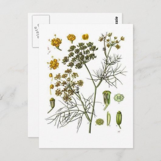 Carte Postale fenouil (Devant / Derrière)
