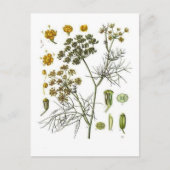 Carte Postale fenouil (Devant)