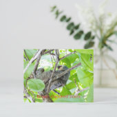 Carte Postale Fentes à gorge Brown (Debout devant)