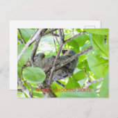 Carte Postale Fentes à gorge Brown (Devant / Derrière)