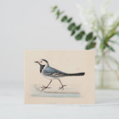 Carte Postale Ferdinand von Wright - Bergeronnette grise (Debout devant)