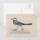 Carte Postale Ferdinand von Wright - Bergeronnette grise (Devant / Derrière)
