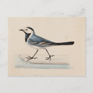 Carte Postale Ferdinand von Wright - Bergeronnette grise
