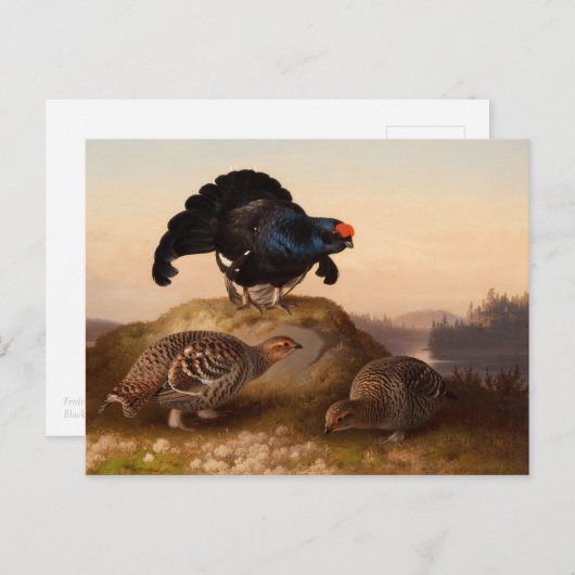 Carte Postale Ferdinand von Wright Blackgrouses CC0822 (Devant / Derrière)