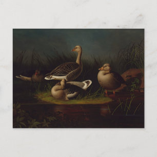 Carte Postale Ferdinand von Wright - Oies cendrées