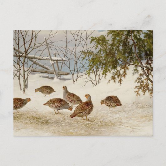 Carte Postale Ferdinand von Wright - Partriers En Neige (Devant)