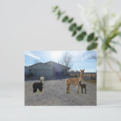 Carte Postale Ferme (Debout devant)