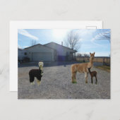 Carte Postale Ferme (Devant / Derrière)