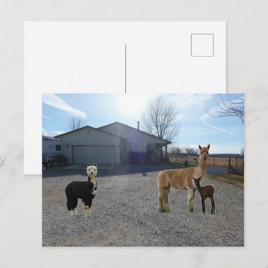 Carte Postale Ferme (Devant / Derrière)