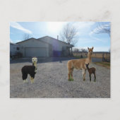 Carte Postale Ferme (Devant)