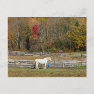 Carte Postale Ferme à cheval d'automne