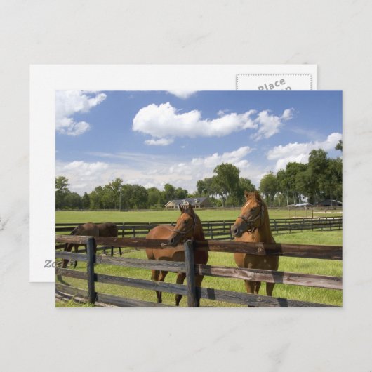 Carte Postale Ferme à cheval Thoroughbred dans le comté de Mario (Devant / Derrière)