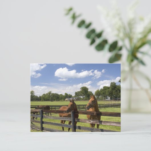 Carte Postale Ferme à cheval Thoroughbred dans le comté de Mario (Debout devant)