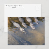 Carte Postale Ferme Alligator St Augustine n° 2 (Devant / Derrière)