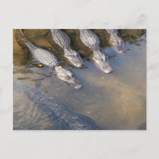 Carte Postale Ferme Alligator St Augustine n° 2 (Devant)