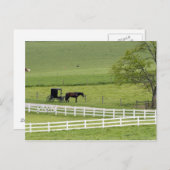 Carte Postale Ferme Amish avec cheval et buggy près de Berlin, (Devant / Derrière)