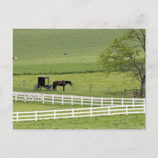 Carte Postale Ferme Amish avec cheval et buggy près de Berlin, (Devant)