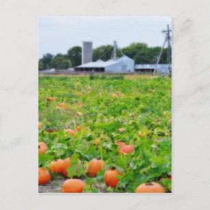 Carte Postale Ferme citrouille