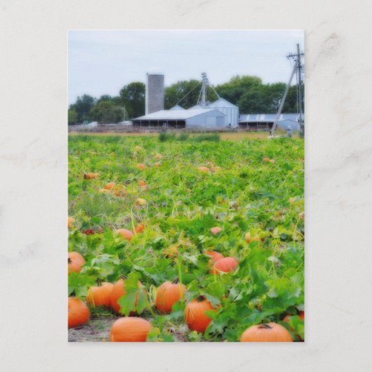 Carte Postale Ferme citrouille (Devant)
