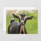Carte Postale Ferme d'animaux de chèvre mignonne  (Devant / Derrière)