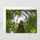 Carte Postale Ferme d'arbre (Devant / Derrière)