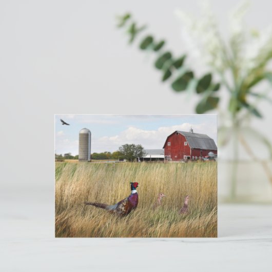 Carte Postale Ferme de faisan (Debout devant)