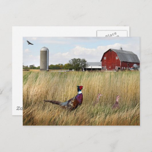 Carte Postale Ferme de faisan (Devant / Derrière)