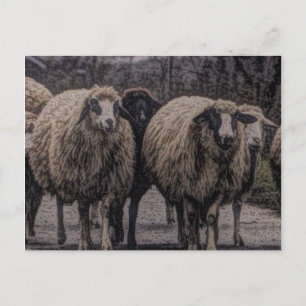 Carte Postale Ferme de ferme de campagne rustique troupeau de mo