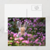 Carte Postale Ferme de lapins (Devant / Derrière)