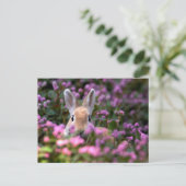 Carte Postale Ferme de lapins (Debout devant)