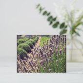 Carte Postale Ferme de Lavender (Debout devant)