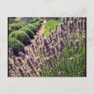 Carte Postale Ferme de Lavender