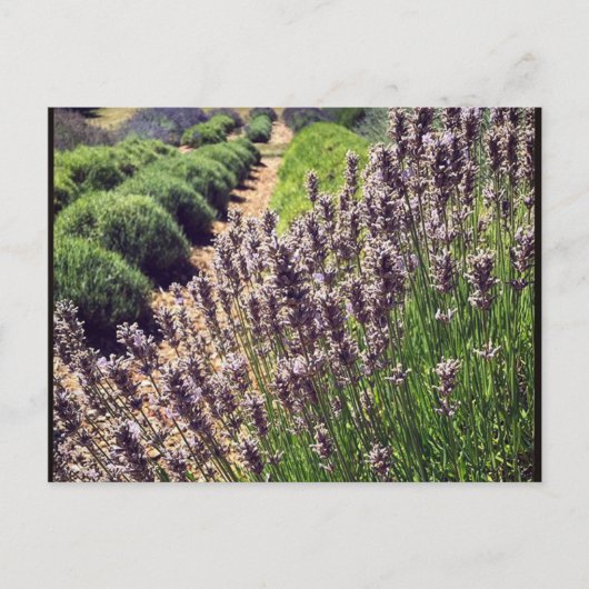 Carte Postale Ferme de Lavender (Devant)