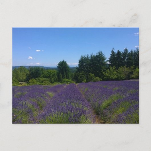 Carte Postale Ferme de Lavender (Devant)