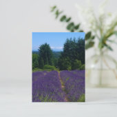Carte Postale Ferme de Lavender (Debout devant)