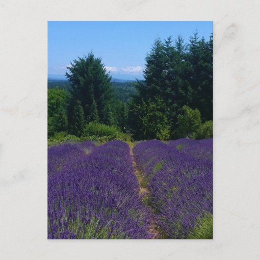 Carte Postale Ferme de Lavender (Devant)