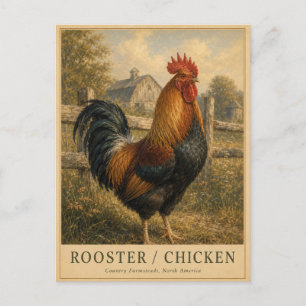 Carte Postale Ferme de poulet Coq VINTAGE