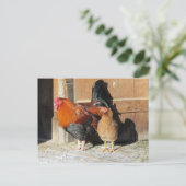 Carte Postale Ferme de poulets Coq et poule  (Debout devant)