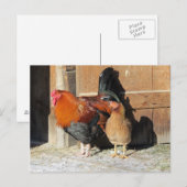 Carte Postale Ferme de poulets Coq et poule  (Devant / Derrière)